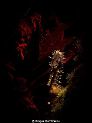 Shy seahorse hiding in the feather star. Taken in Dauin, ... by Dragos Dumitrescu 